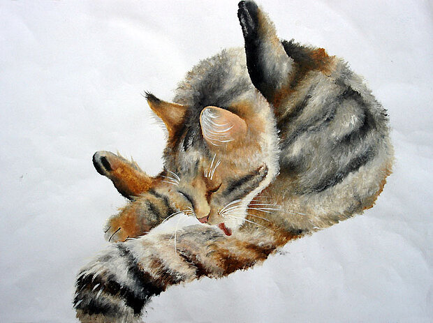 Katze III, Mappenarbeit für Kunststudium